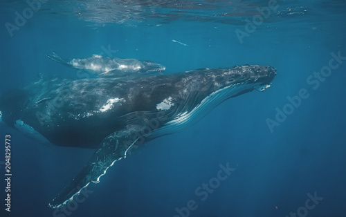 Photography A close-up underwater view of a humpback whale mother and her calf swimming together