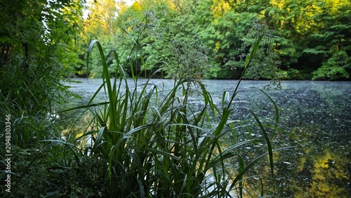 lake in the forest