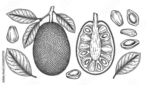 Foto Vintage Jackfruit Botanical Engraving Illustration with Leaves and Seeds