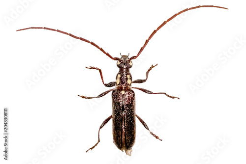 Bild auf Leinwand Dark Brown Longhorn Beetle with Extended Antennae Isolated on Transparent Backgr