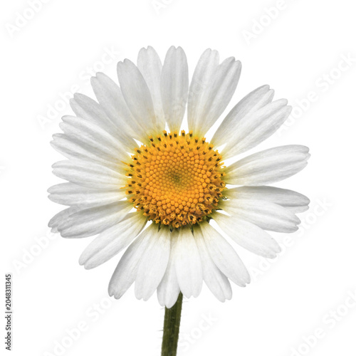 Common daisy blossom isolated on transparent background