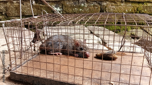 Tableau sur toile Selective focus of rat trapped in traps