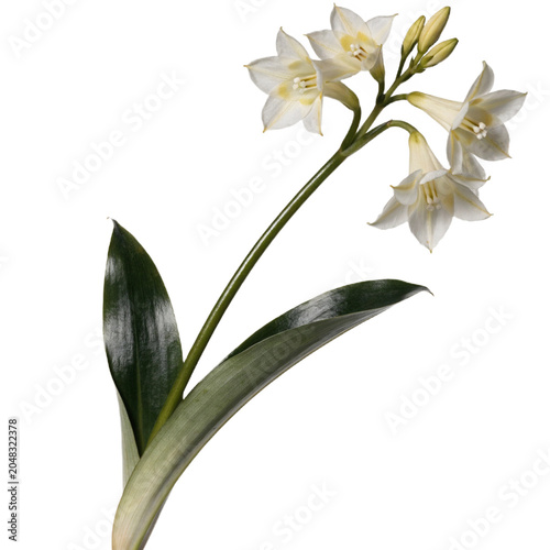 Eucharis amazonica  isolated on transparent background