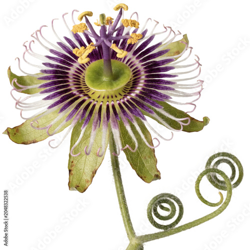 Passiflora spp isolated on transparent background