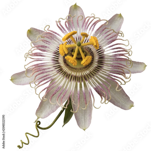 Passiflora spp isolated on transparent background