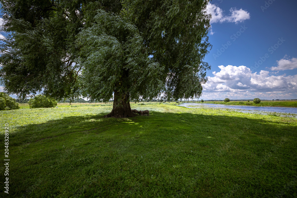 Obraz premium Agricultural animals seeking shade beneath a broad tree on a verdant river bank, with a calm waterway and distant horizon under a partly cloudy sky