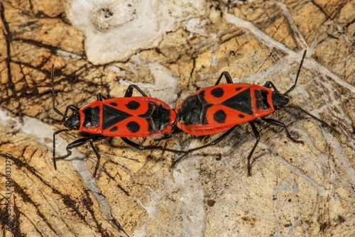 Fire bugs (Pyrrhocoris apterus), pair of animals, copula on a stone, Baden-Württemberg, Germany