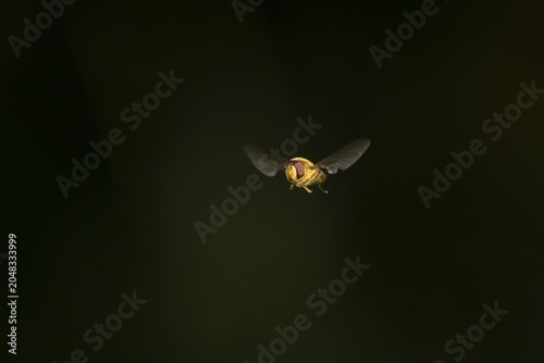 Common hoverfly (Eupeodes corollae) adult insect flying, England, United Kingdom