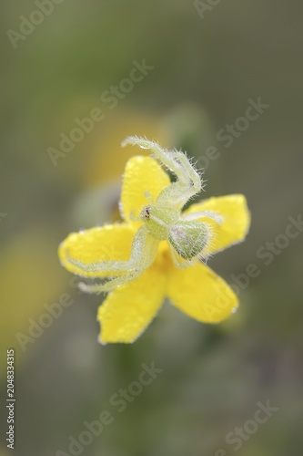 Tirangel crab spider (Heriaeus graminicola), crab spider on a flower of shrubby jasmine (Chrysojasminum fruticans, Jasminum fruticans), Provence, southern France