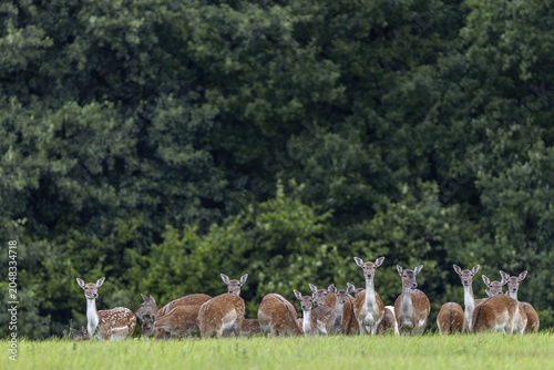 A herd of fallow deer (Dama dama) with calves grazing in a meadow, fallow deer herd, Germany
