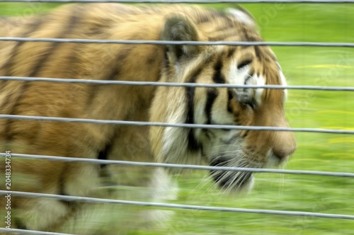 Bengal tiger Panthera tigris tigris in captivity