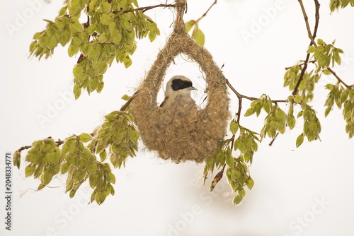 Eurasian Penduline Tit (Remiz pendulinus) at nest building, Dessau, Saxony-Anhalt, Germany