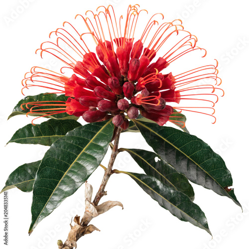 Couroupita guianensis isolated on transparent background
