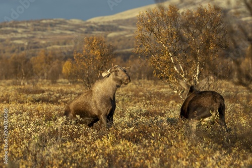 The young bull moose (Alces alces) stands up on his hind legs to fend off the attack of the cow moose, probably got too close to her, fight, anger, aggressive, fight, defence, moose rut, rutting season, autumn, Ruska, September, Norway