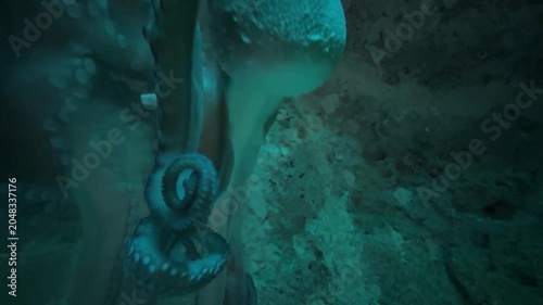 Octopus in aquarium