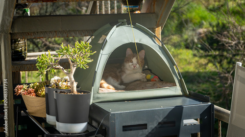 Ginger and white cat relaxing inside a cozy green pet tent on a sunny balcony, surrounded by potted plants. Peaceful domestic pet lifestyle