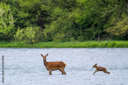Red Deer - Cervus elaphus, large beautiful iconic animal from European forests and meadows, Poland.