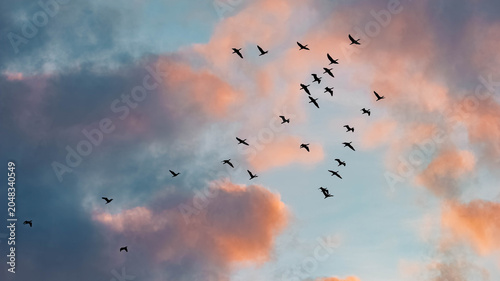 Anser anser, greylag geese, in formation flight on a sunny evening in spring