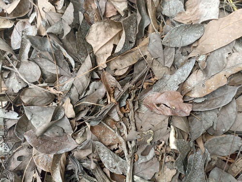 Billede på lærred Dry Leaf Litter Texture Background – Natural forest floor covered with dried lea