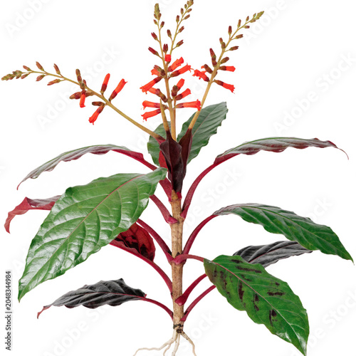 Sanchezia peruviana isolated on transparent background