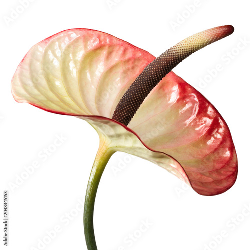 Anthurium isolated on transparent background