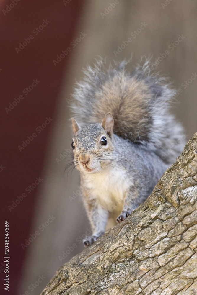 Obraz premium Single gray squirrel is perching on tree trunk with front paws gripping rough bark, tail arched