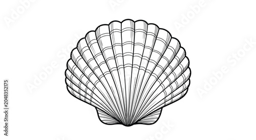 Detailed black and white engraving of a common scallop shell showing symmetrical ridges and fine line textures.