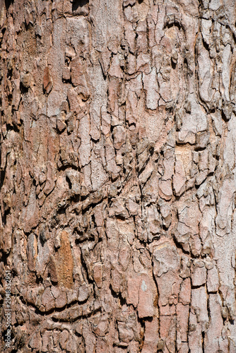 Old tree bark texture. Wood bark usable as background or texture
