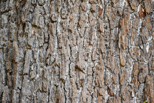 Old tree bark texture. Wood bark usable as background or texture