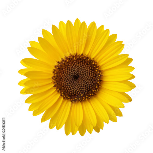Top view of a vibrant yellow sunflower isolated on transparent background