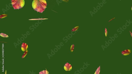 Beautiful Falling Leaves Motion Graphics Loop, Autumn and Green Foliage Background Video for Overlay and VFX. Realistic Green and Orange Foliage Overlay, Seamless Loop Video for Editors.