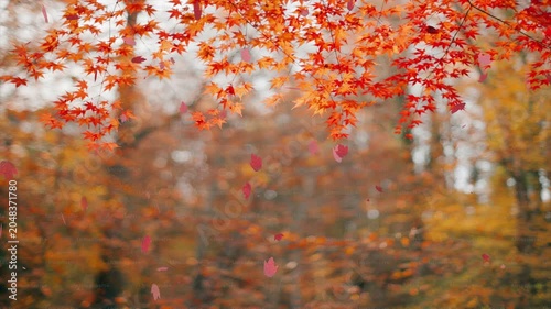 Beautiful Falling Leaves Motion Graphics Loop, Autumn and Green Foliage Background Video for Overlay and VFX. Realistic Green and Orange Foliage Overlay, Seamless Loop Video for Editors.