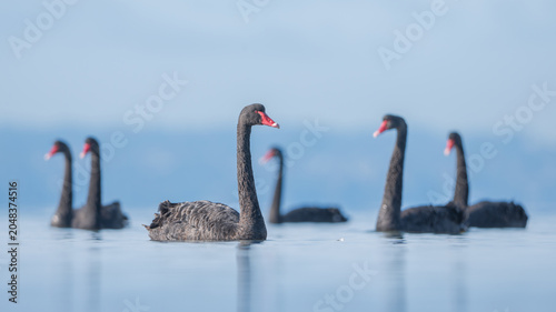 Fotografi A group of wild, black swans (Cygnus atratus) floating on a serene and calm coas