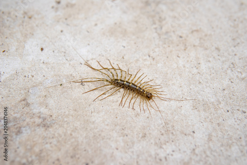 Obraz na plátně House centipede close up macro