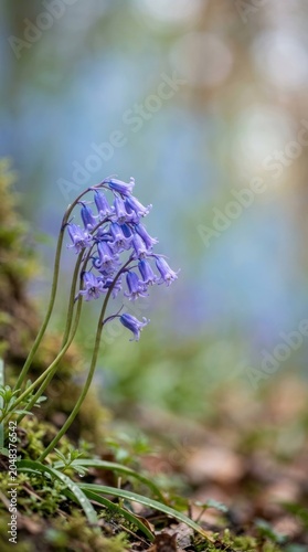 Vibrant purple bluebell flowers blooming in a serene spring forest.
