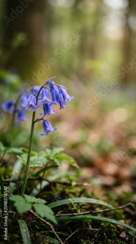 Close-up of vibrant bluebell flowers blooming in a lush forest.