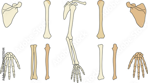 Bild auf Leinwand Human Upper Limb Skeletal Anatomy Set with Scapula, Humerus, Radius, Ulna, Hand