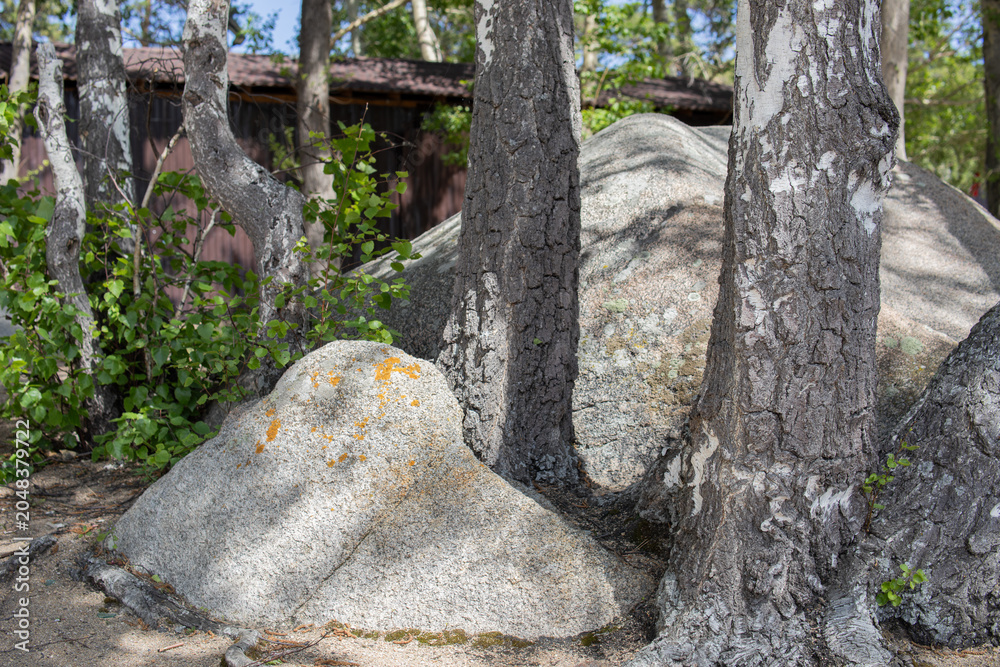 Fototapeta premium Forest with trees and stones. Natural landscape, wilderness and outdoor nature concept.