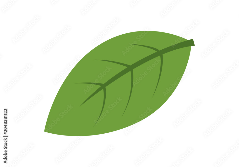 Fototapeta premium Una hoja verde de planta