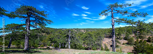  panoramic view of a forest covered landscape in the Troodos mountain range at spring on Cyprus