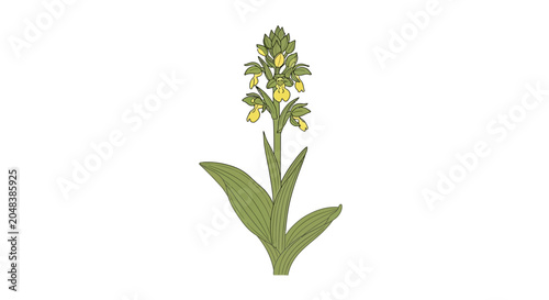 Foto Green plant with leafy stem.