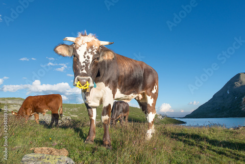 Horned Cow Grazing in Alpine Meadow Near Mountain Lake