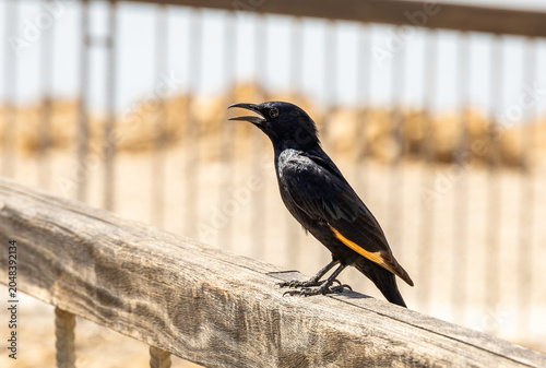 Tristrams  Starling Onychognathus tristramii sitting on fence in ruins of Masada fortress in southern Israel near Arad