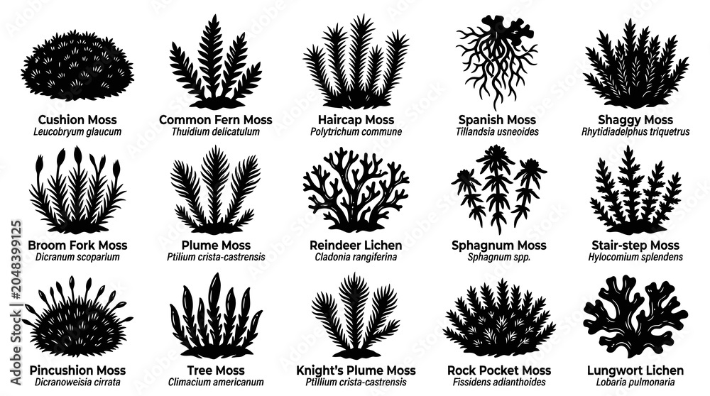 Obraz premium Botany Mosses and Lichens Species Black White Silhouette Icons Collection. Nature Biology Plant Glyphs.