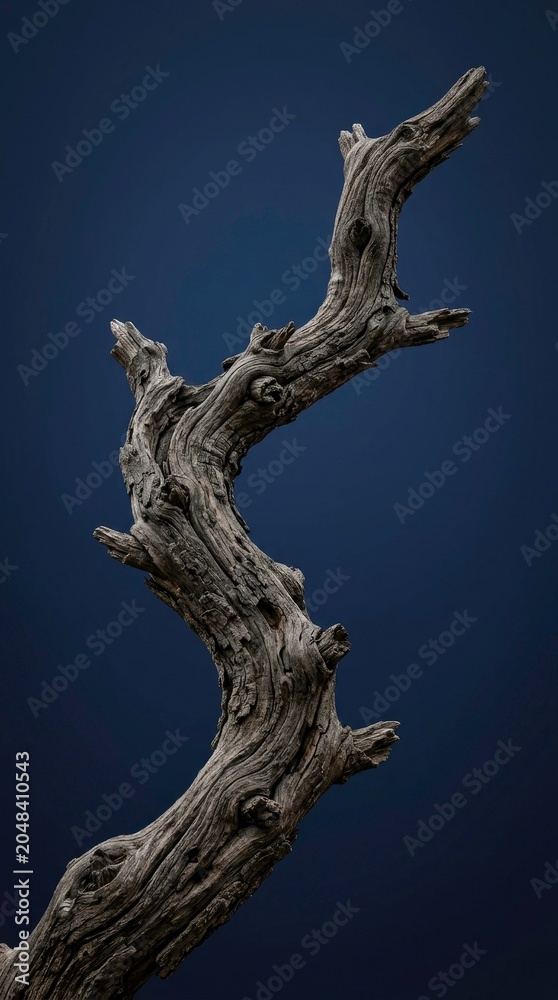 Fototapeta premium Close-up of a weathered, twisted wooden branch against dark background