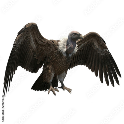Griffon Vulture spreading wings isolated on transparent background