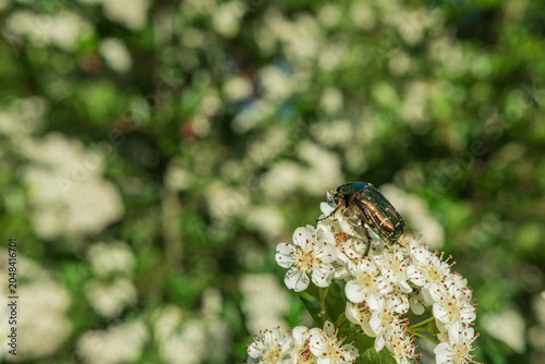Canvastavla A shiny metallic green rose chafer beetle pollinating delicate white flowers on a blooming bush