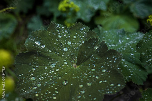 A beautiful dark green leaf covered with crystal clear water droplets after summer rain. Close-up nature macro shot with a moody atmosphere and soft blurred background.