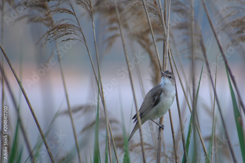 Fotografie a great reed warbler perched on a dry reed stalk, singing loudly with its orange