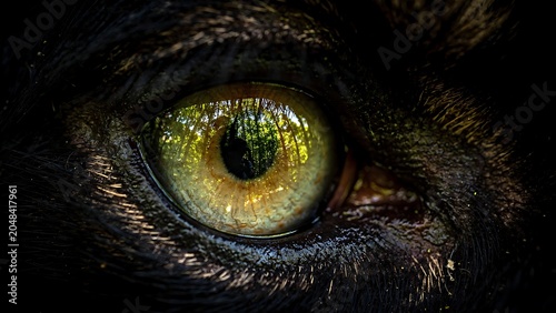 Close-up macro view of golden green frog eye with intricate texture and dark background